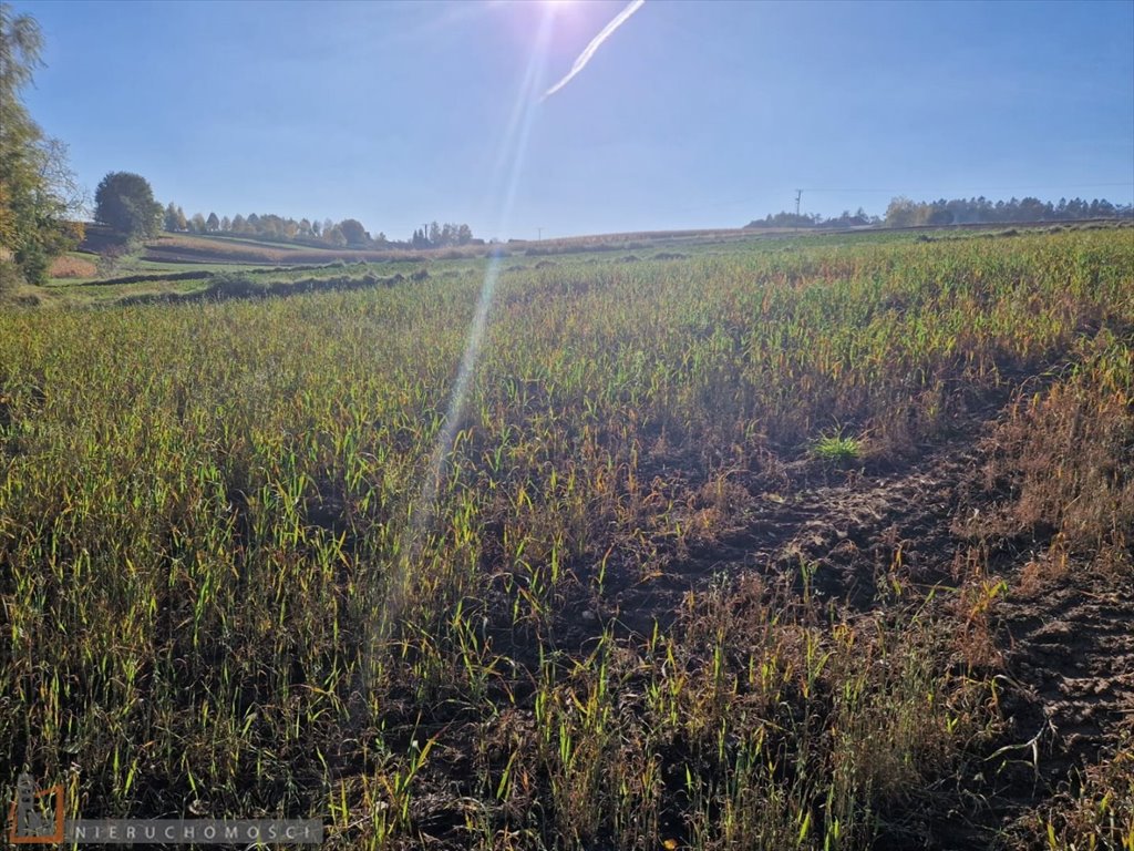 Działka rolna na sprzedaż Wilków  7 700m2 Foto 5