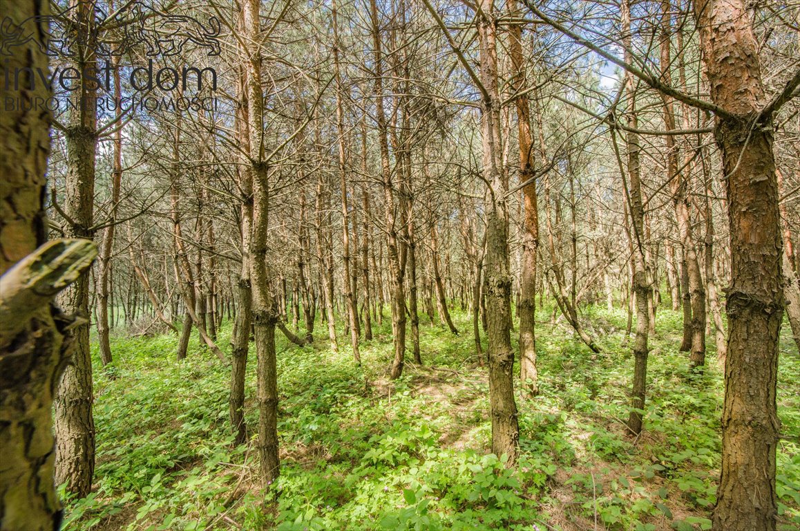 Działka leśna na sprzedaż Brunary  30 301m2 Foto 9