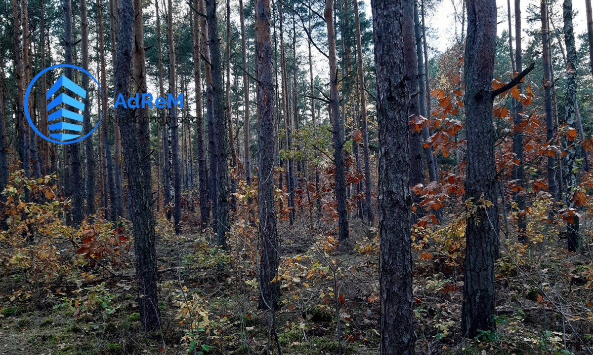 Działka leśna na sprzedaż Warszawa, Wesoła Groszówka  1 640m2 Foto 5