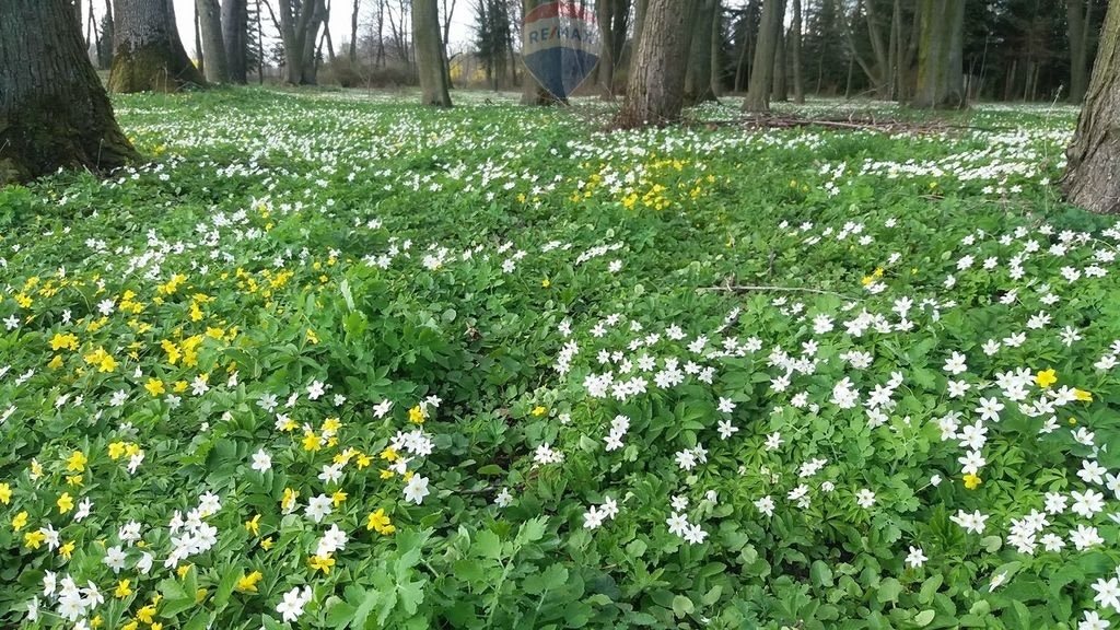 Lokal użytkowy na sprzedaż Kolonia Paplin  1 020m2 Foto 11