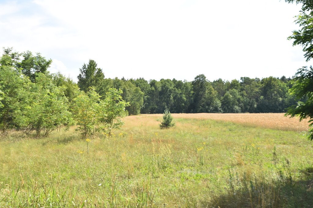 Działka budowlana na sprzedaż Osiny  4 500m2 Foto 4