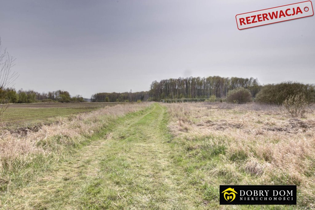 Działka rolna na sprzedaż Hołody  5 700m2 Foto 3