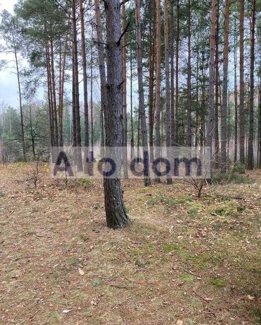 Działka leśna 23 100 m² pod Radzyminem, dostęp do prądu Łosie  23 100m2 Foto 1