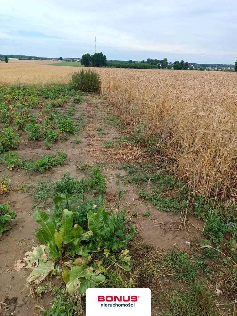 Działka budowlana na sprzedaż Sokolniki  10 001m2 Foto 5