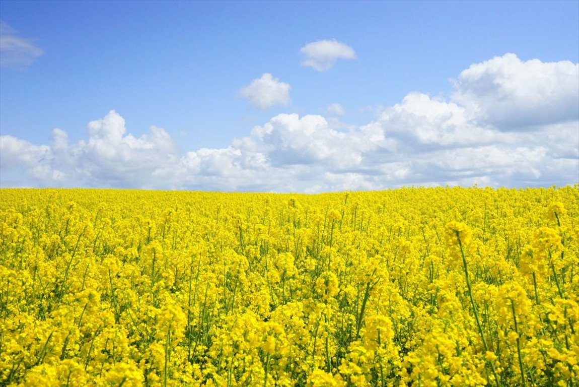 Działka gospodarstwo rolne na sprzedaż Turośń Kościelna  5 500m2 Foto 1