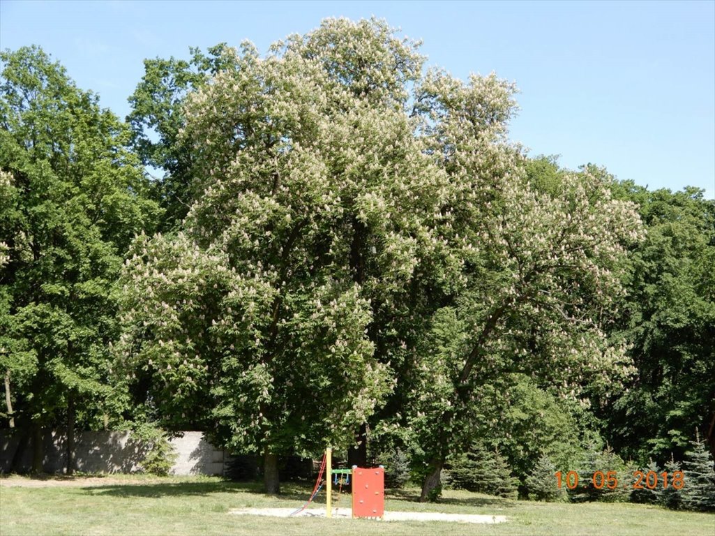 Działka inwestycyjna na sprzedaż Zakroczym, Smoszewo 4  40 818m2 Foto 16