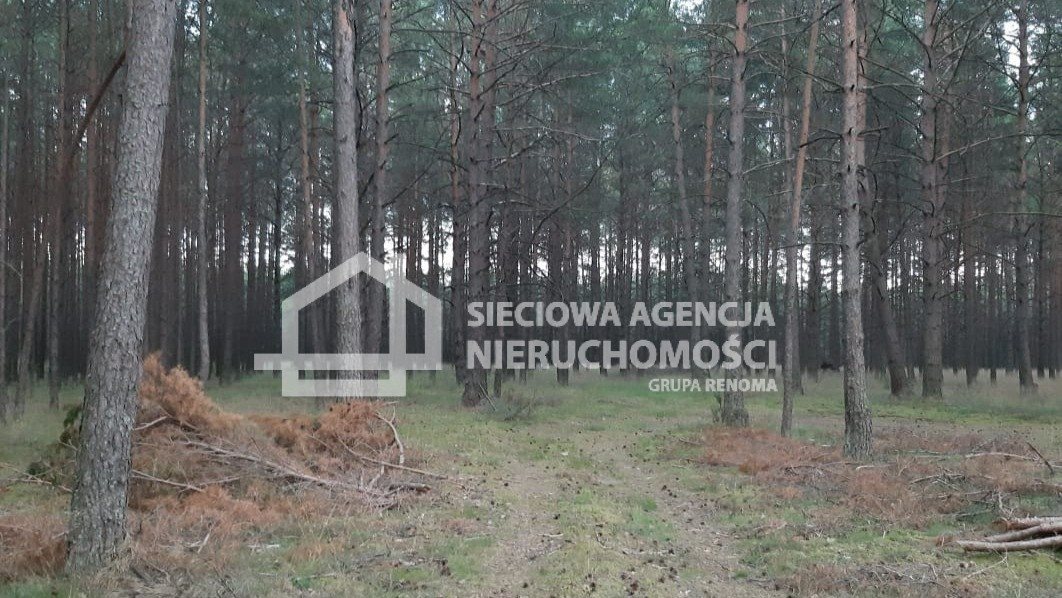 Urokliwa działka 6,35 ha z lasem i jeziorem w Wdzydzach Wdzydze Tucholskie  63 500m2 Foto 1