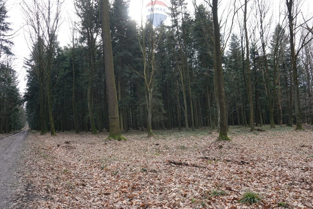 Działka leśna na sprzedaż Budzów  850m2 Foto 2