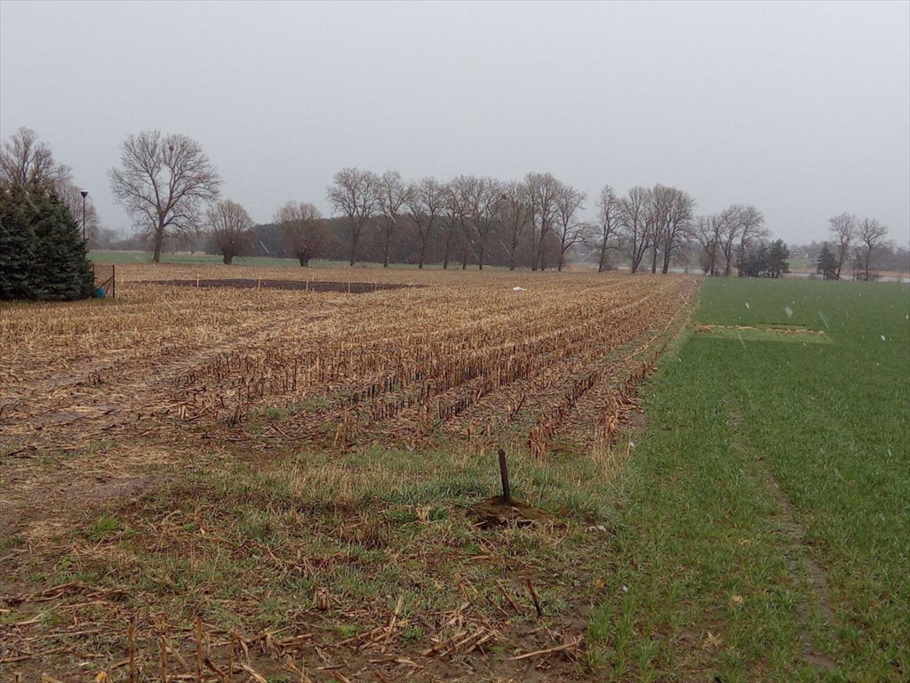 Działka budowlana na sprzedaż Kłecko, Gorzuchowo  1 294m2 Foto 13