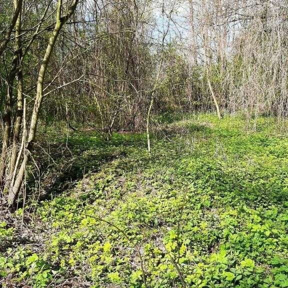 Działka budowlana na sprzedaż Burów  1 500m2 Foto 4