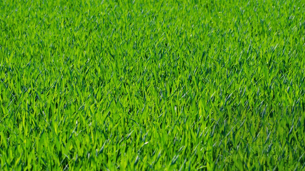 Ustawna działka budowlana 20,8 ar z możliwością zabudowy Chróścice  2 080m2 Foto 1