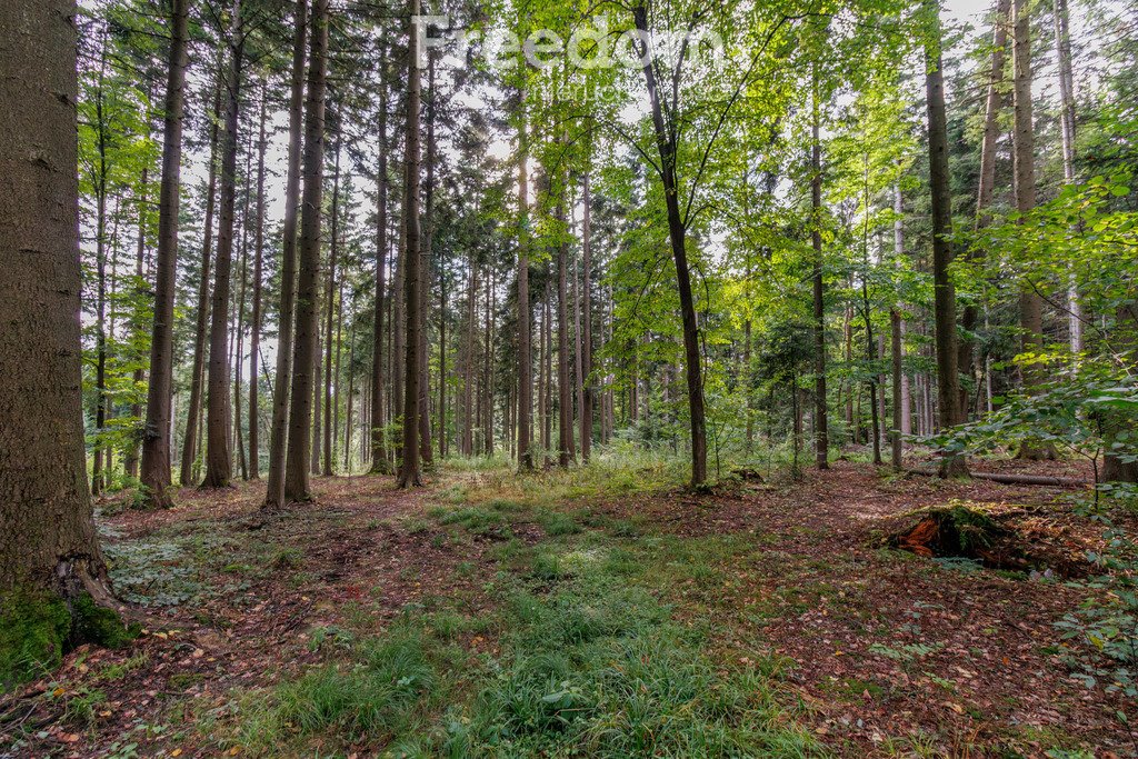 Działka leśna na sprzedaż Olszyny  9 790m2 Foto 2