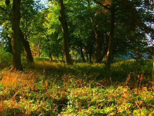 Działka inwestycyjna 70 000 m² nad morzem w Łasinie Łasin Koszaliński  70 000m2 Foto 1