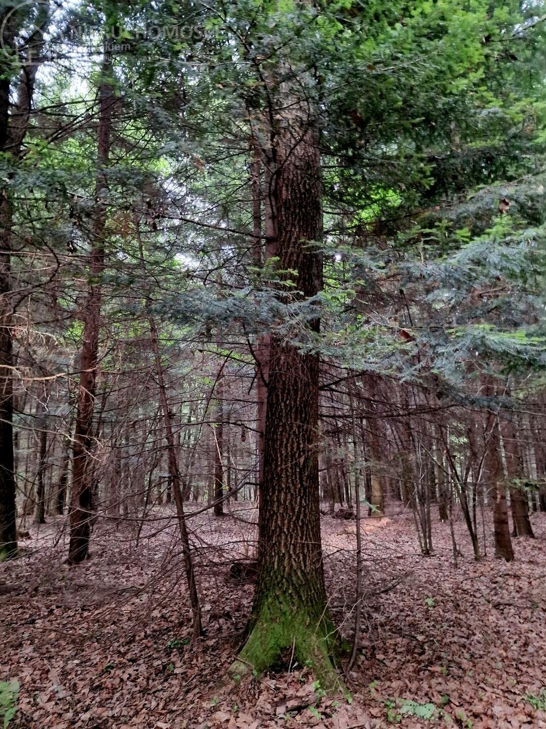 Działka leśna na sprzedaż Sitnica  17 701m2 Foto 8