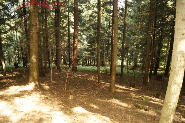 Działka leśna na sprzedaż Pietrusza Wola  15 100m2 Foto 2