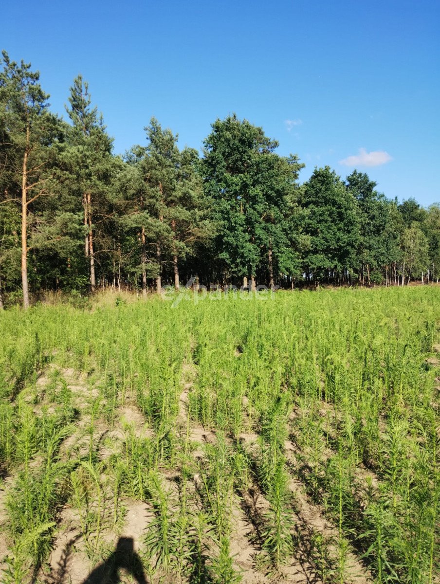 Działka rolna na sprzedaż Blinno  15 000m2 Foto 2