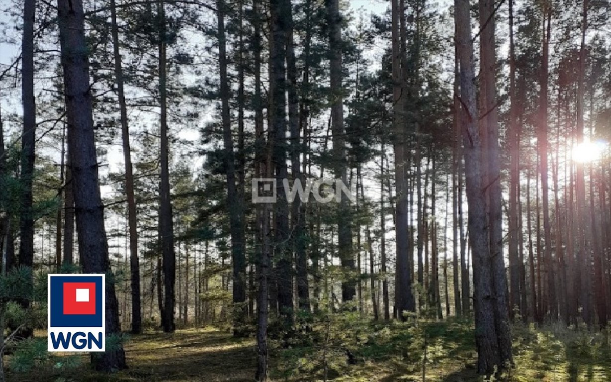 Działka leśna na sprzedaż Gligi, Gligi  63 576m2 Foto 1