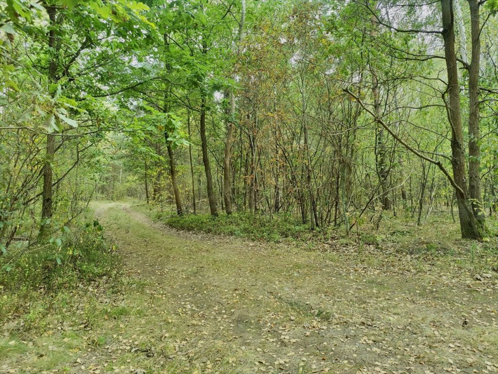 Urokliwa działka 0,42 ha w lesie, cisza i prywatność Strugi Krzywickie  4 200m2 Foto 1