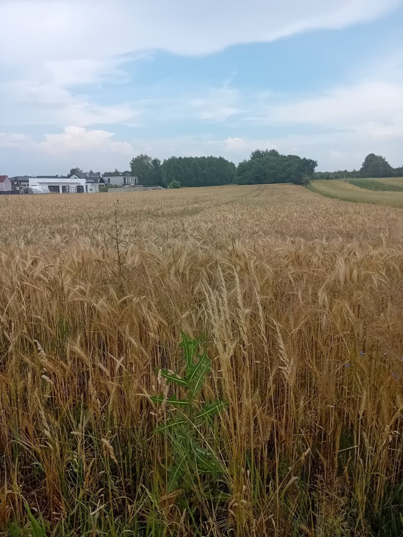 Działka budowlana na sprzedaż Tarnowskie Góry, Rybna, Laryszowska  660m2 Foto 2