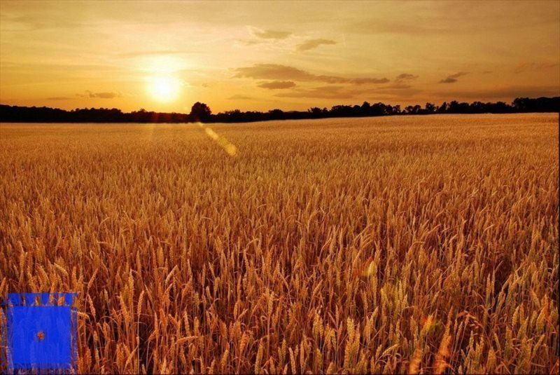 Działka 6 591 m² pod zabudowę jednorodzinną w Gliwicach Gliwice, Bojków, Snopowa  6 591m2 Foto 1