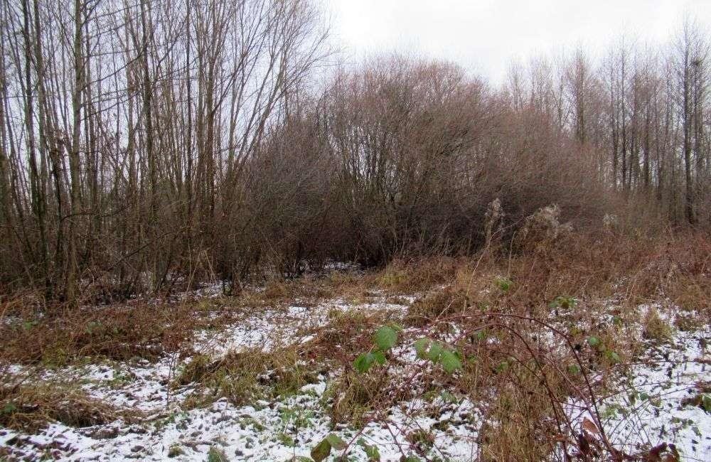 Działka 2900 m² z dostępem do mediów - polecam! Ciekoty  2 900m2 Foto 1