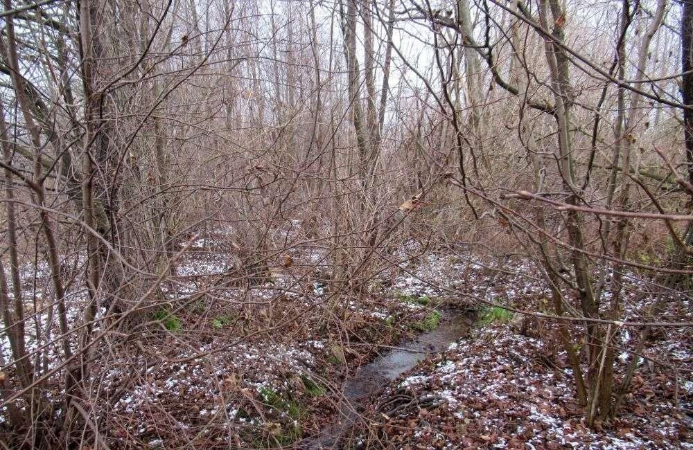 Działka budowlana na sprzedaż Ciekoty  2 900m2 Foto 5