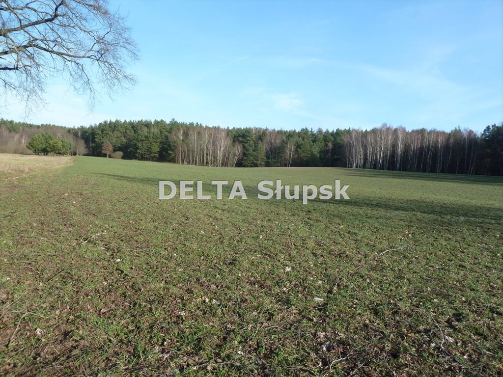 Działka inwestycyjna 1,82 ha Kruszyna z MPZP i mediami Kruszyna  18 200m2 Foto 1