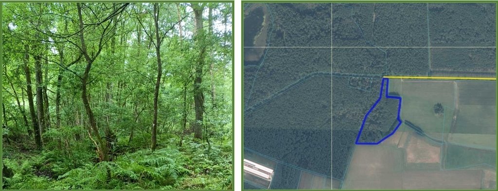 Działka leśna 3,1 ha w Broczynie – atrakcyjny przetarg Broczyna  31 012m2 Foto 1