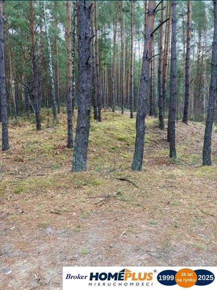 Działka inna na sprzedaż Łosie  23 100m2 Foto 1