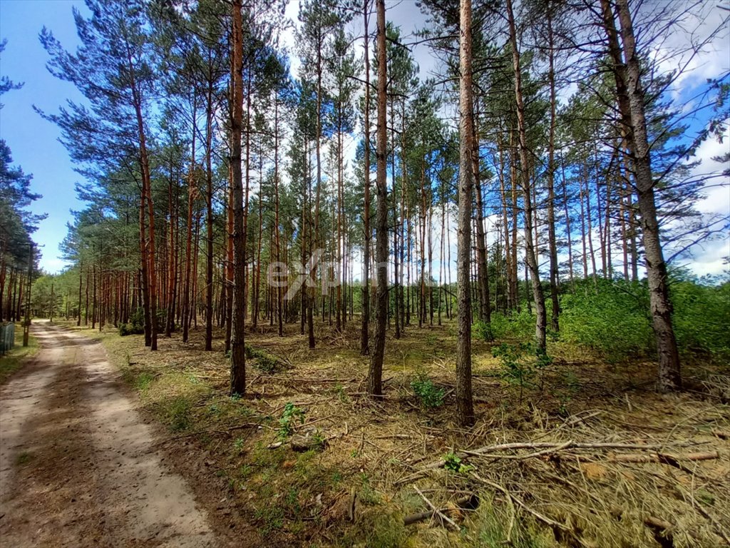 Działka budowlana na sprzedaż Sąsieczno  10 000m2 Foto 2