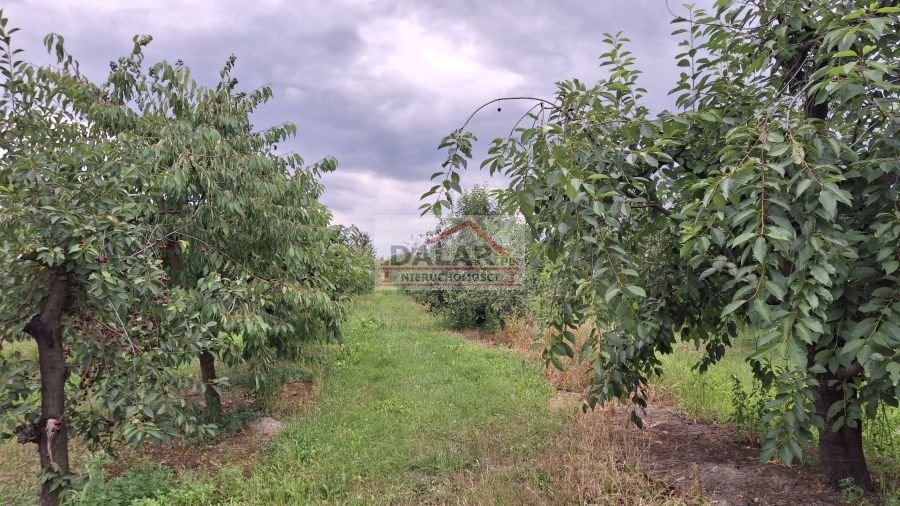 Działka budowlana na sprzedaż Grabów nad Pilicą, Kazimierza Pułaskiego  3 850m2 Foto 5