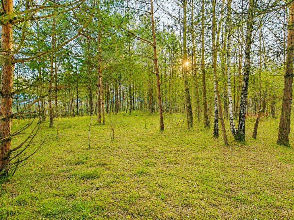 Działka z lasem i mediami pod dom w Władkowie Władków  2 776m2 Foto 1