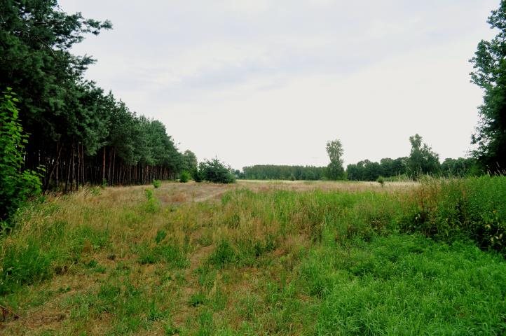 Działka rolna na sprzedaż Warszawice, Warszawice  12 200m2 Foto 3