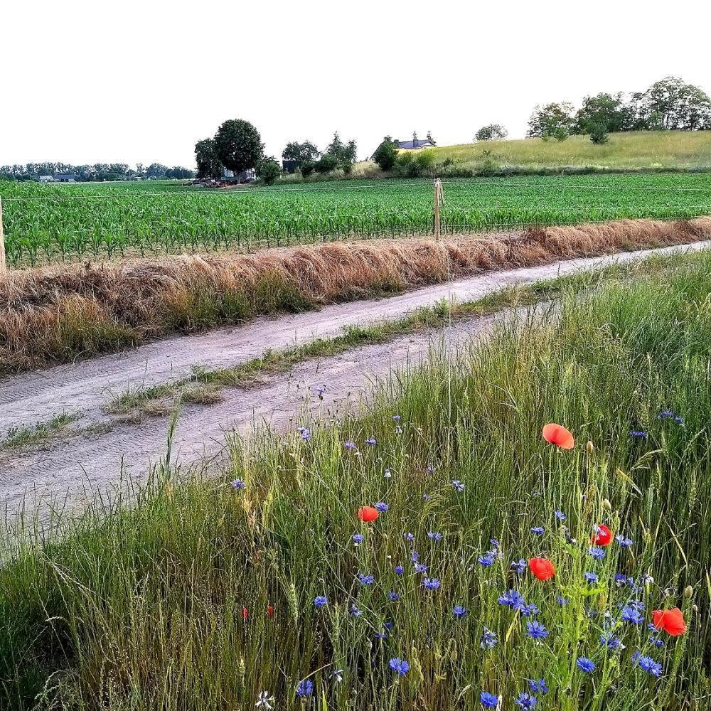 Działka inna na sprzedaż Duszniki, Kunowo  4 500m2 Foto 1