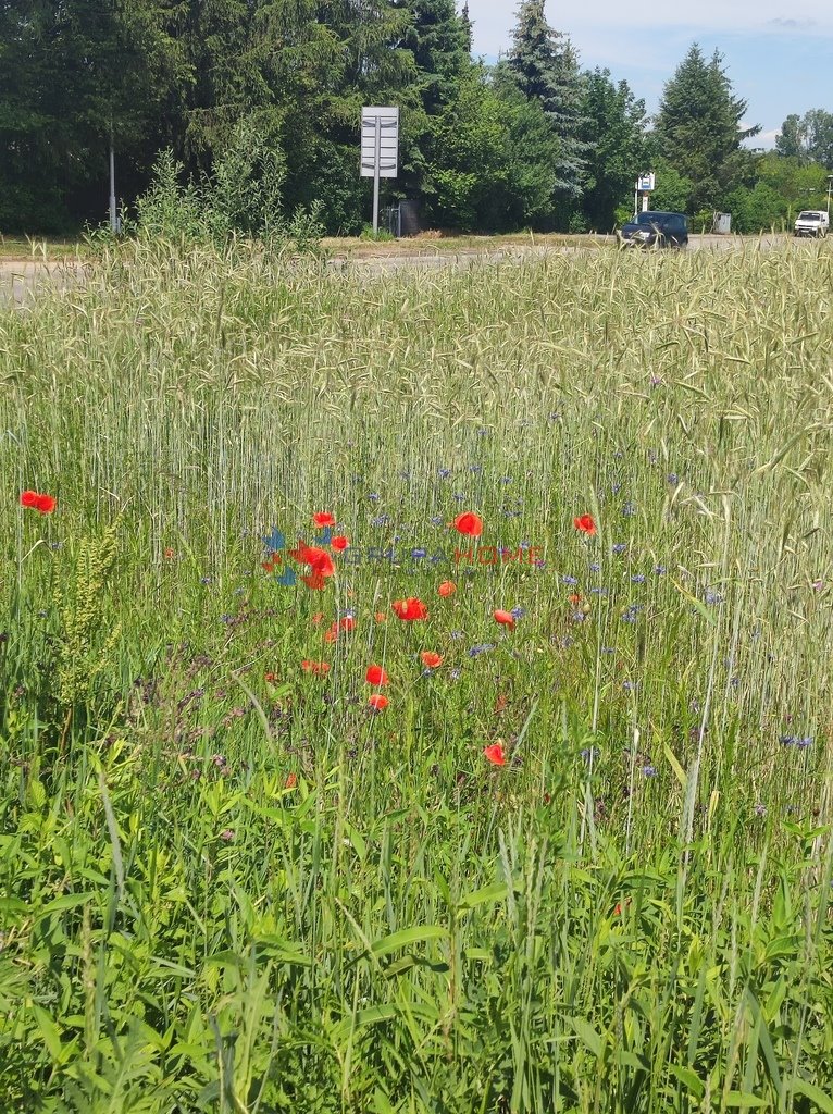 Działka budowlana na sprzedaż Świętochów  1 000m2 Foto 3