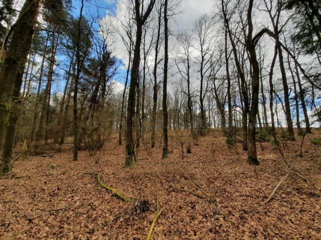 Działka leśna na sprzedaż Grądzkie  1 404m2 Foto 5