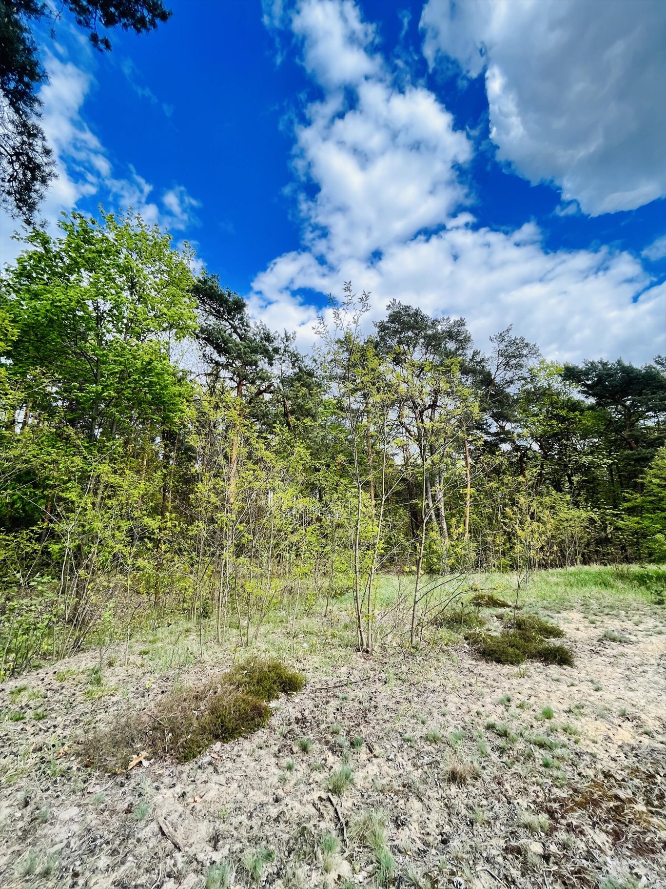 Działka inna na sprzedaż Wołomin, Orzechowa  2 000m2 Foto 1