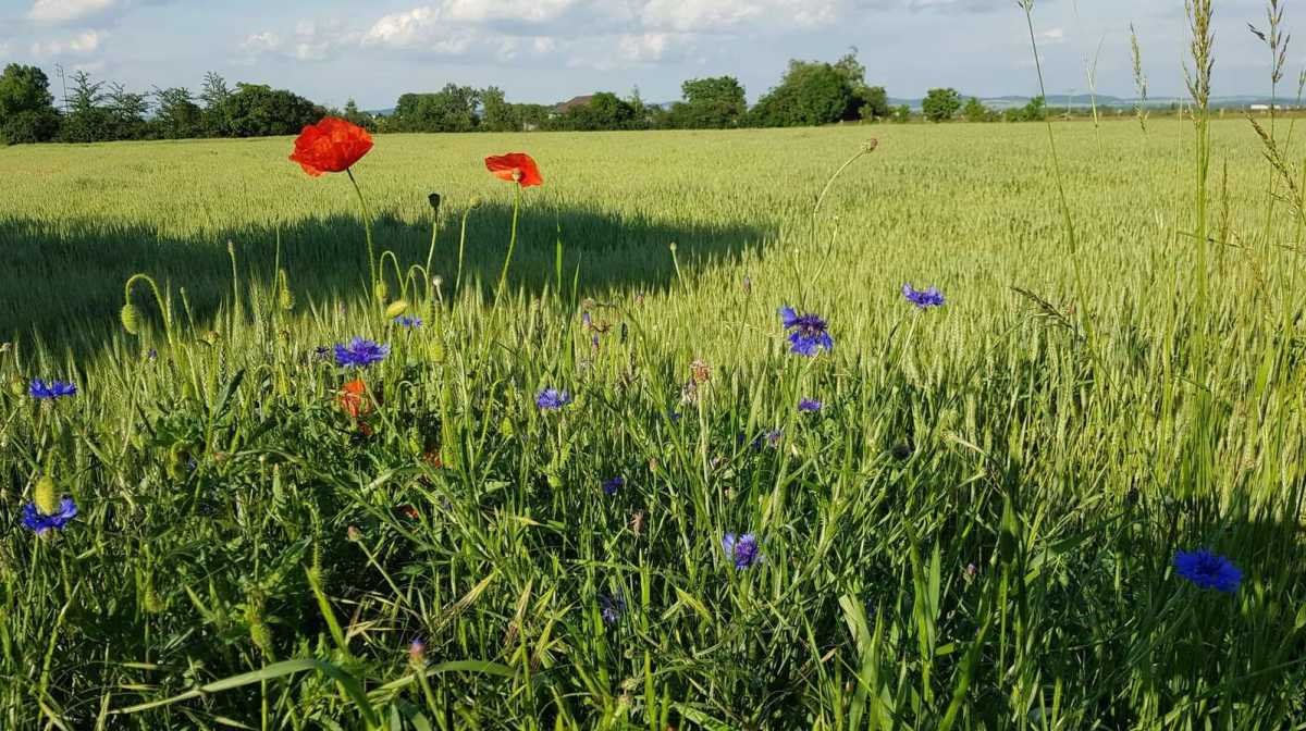 Działka inna na sprzedaż Wiązów  15m2 Foto 1