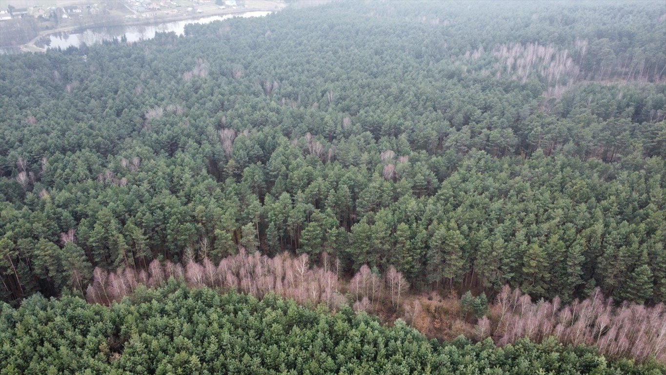 Działka leśna na sprzedaż Gorzakiew  27 000m2 Foto 9