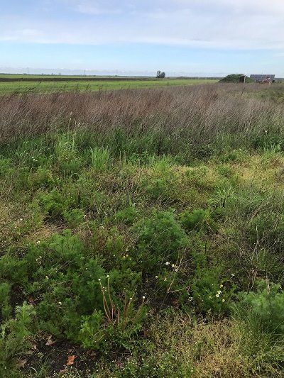 Działka budowlana na sprzedaż Chocz, Słoneczna  1 500m2 Foto 1