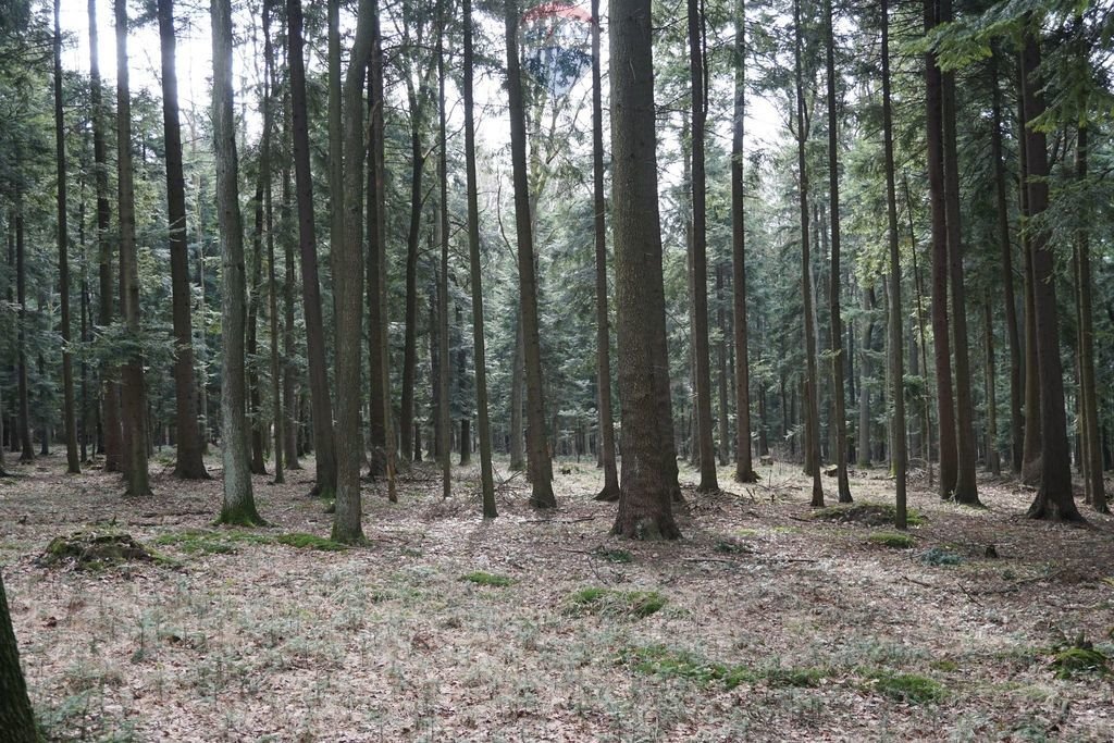 Działka leśna na sprzedaż Budzów  1 500m2 Foto 5