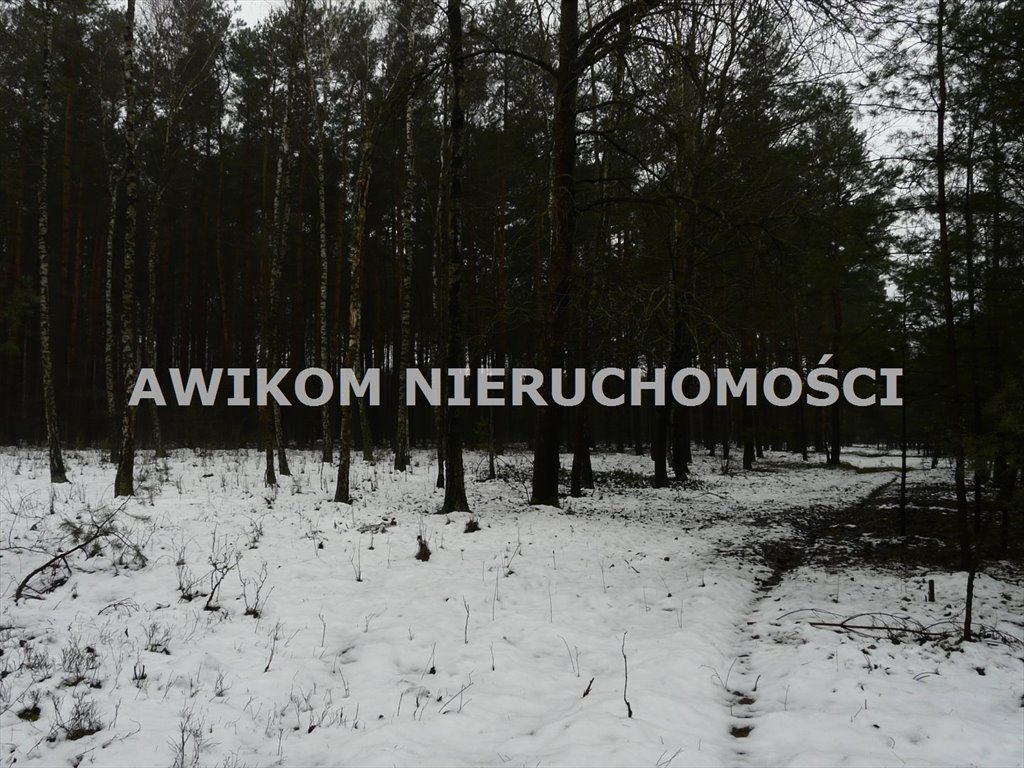 Działka leśna na sprzedaż Skierniewice, Borowiny  9 813m2 Foto 13