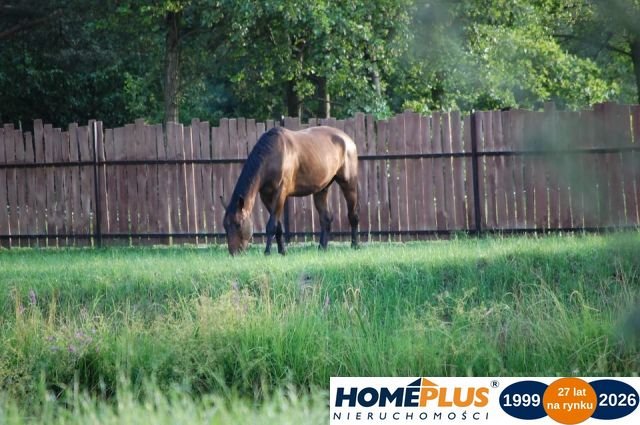 Działka 4995 m² z stawem, lasem i dostępem asfaltowym Nowe Załubice  4 995m2 Foto 1