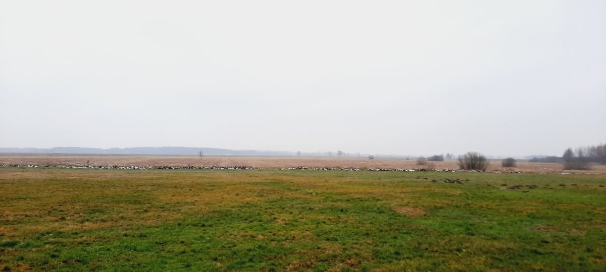 Działka gospodarstwo rolne na sprzedaż Jeńki  98 979m2 Foto 1