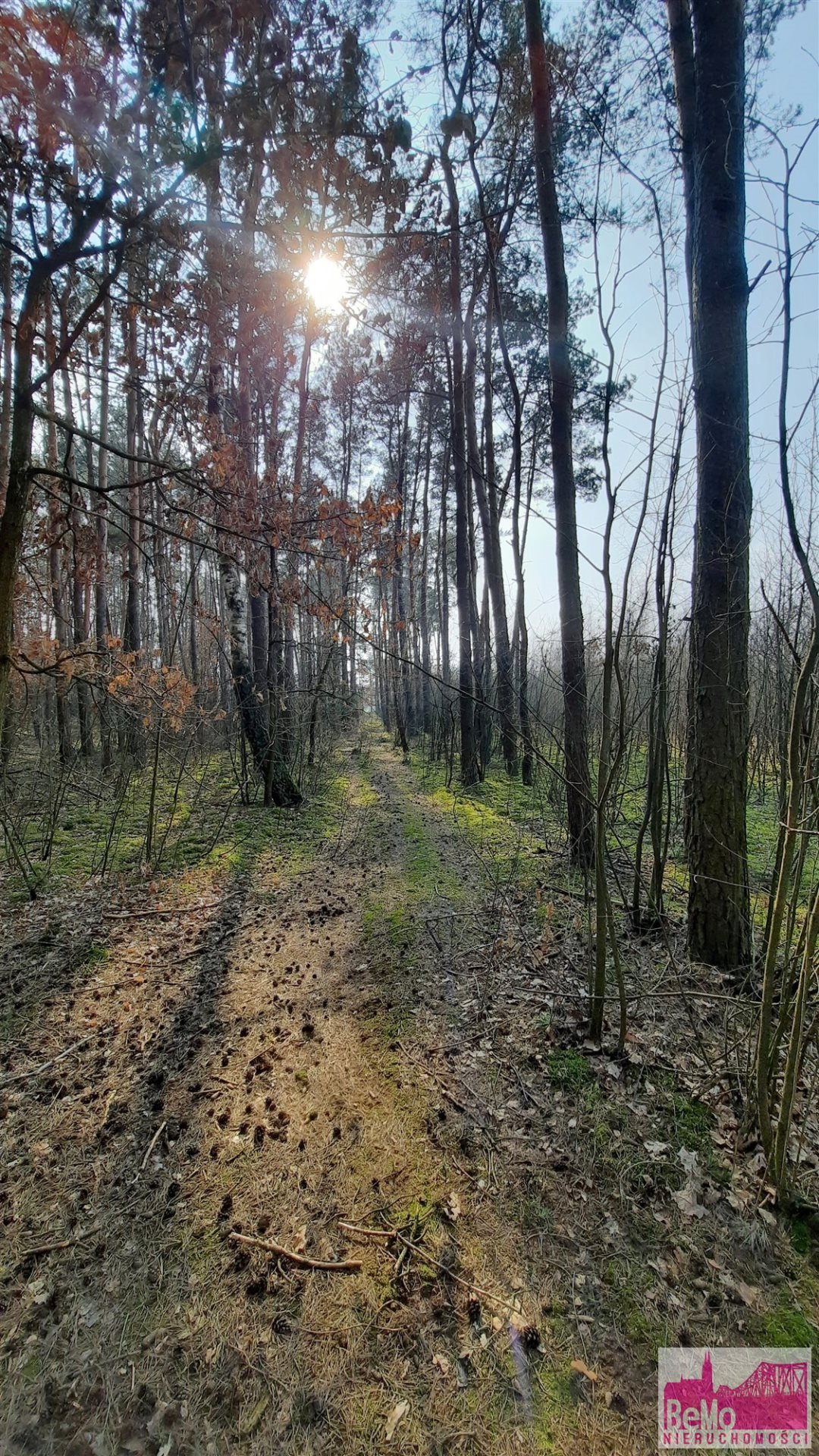 Działka leśna na sprzedaż Strupczewo Duże  73 400m2 Foto 4
