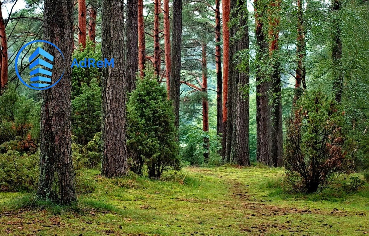 Działka leśna na sprzedaż Sofipol  12 500m2 Foto 1