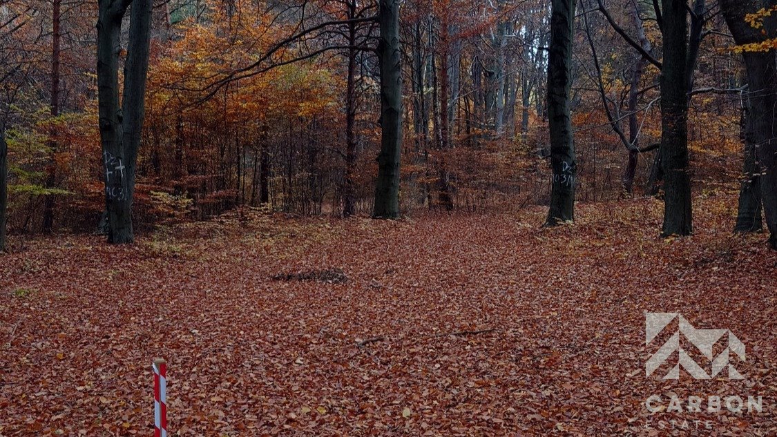 Działka leśna na sprzedaż Dąbrowa Górnicza, Ujejsce  7 920m2 Foto 5