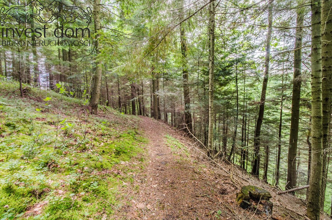 Działka leśna na sprzedaż Szerzyny  11 300m2 Foto 6