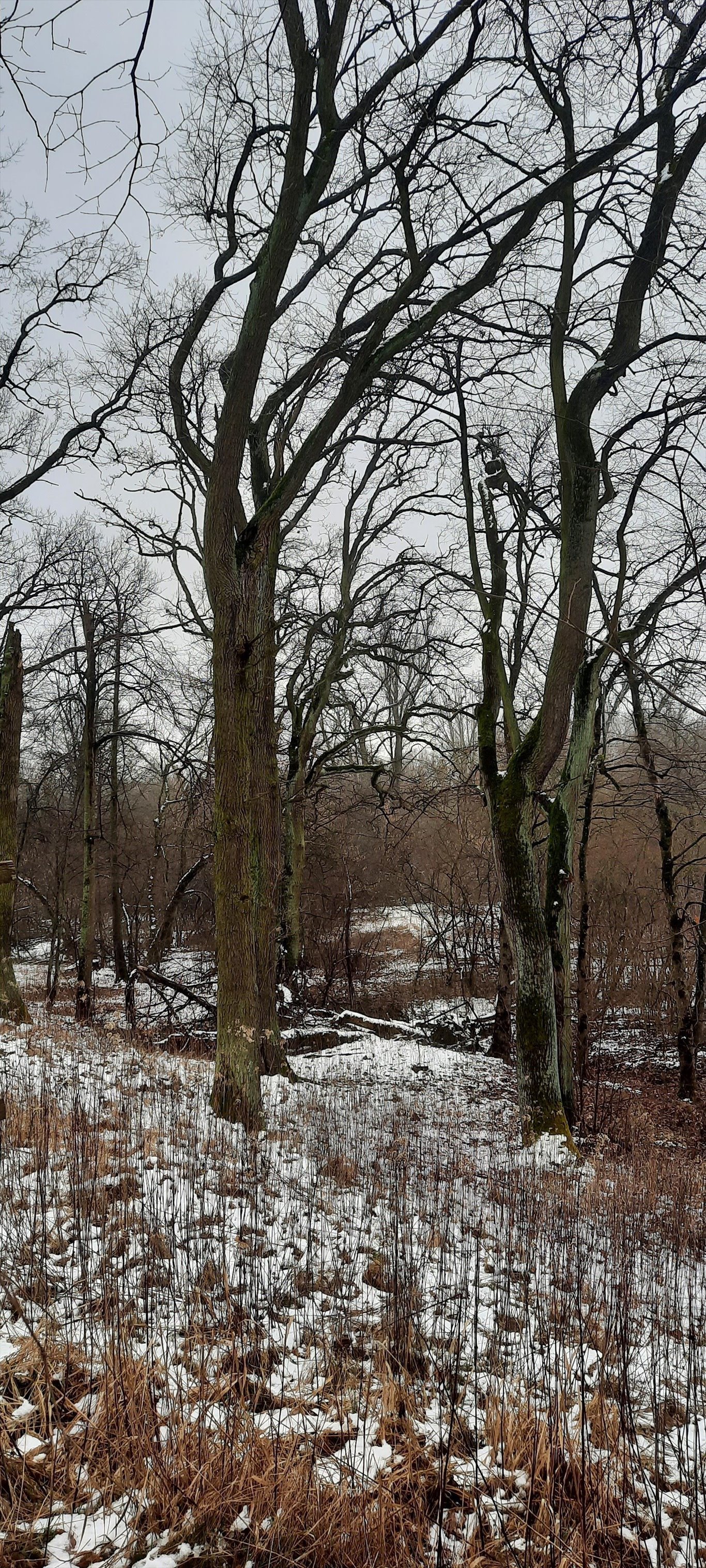 Działka 5000 m² z widokiem na Wisłę i rezerwat Józefów  5 000m2 Foto 1