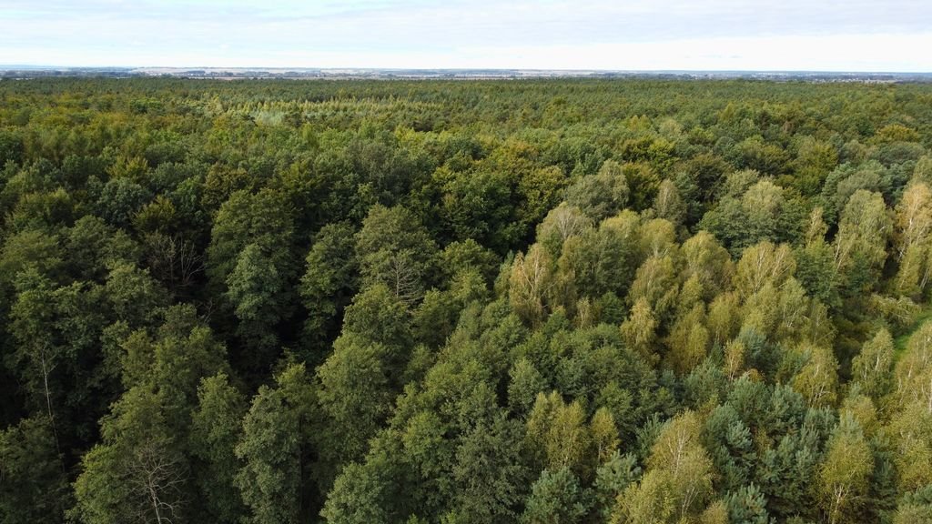 Działka leśna na sprzedaż Cieplice  27 000m2 Foto 1